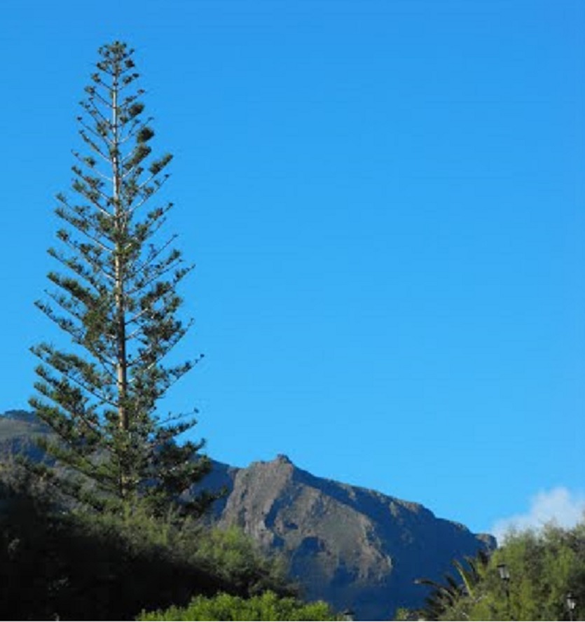 Araucarias Los Realejos Travel